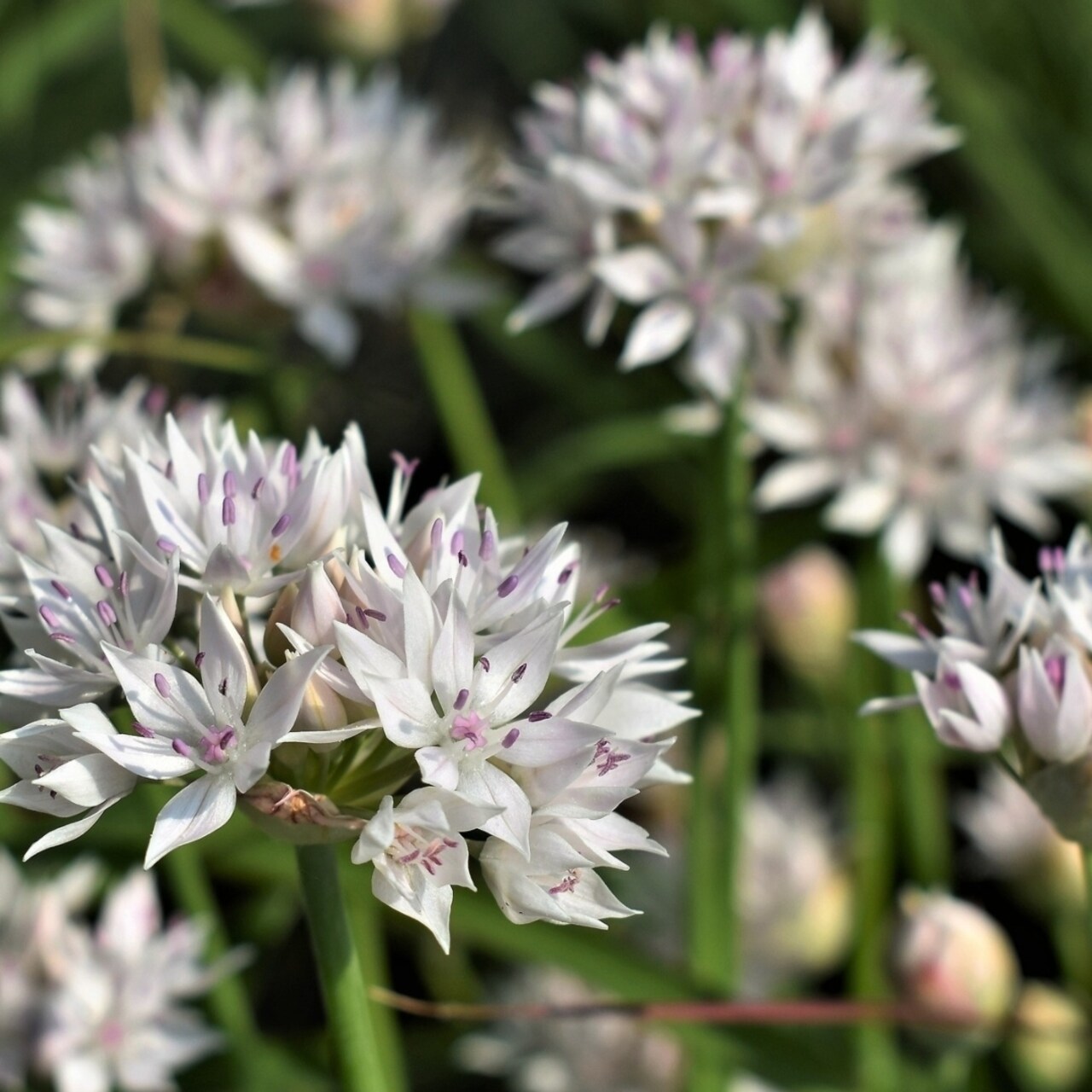 Graceful Beauty Allium - Spring Garden Blooming White Flowers - 15 Bulbs -Attracts Butterflies Bees And Hummingbirds